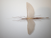 CollectionObject 1590087; 776bef6d-ee42-434c-942f-aa876980f107: copyright MNHN, Paris. female, dorsal view (paratype). (CollectionObject).