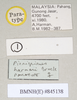 Ommatopseudes harmani (Brock, 1995): copyright Natural History Museum, London. female, data labels (paratype). (Otu).