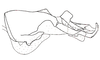 Dichroplus paraelongatus Carbonell, 1968: Fig. 77. endophallus, lateral view. (Otu).