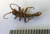 CollectionObject 1562877; 89675087-fdf2-4d34-b699-60d4d84a0e20: copyright LEMQ, Lyman. male (paratype). (CollectionObject).;CollectionObject 1562878; 7513ee00-c3f1-45f1-ae1a-120ce0ab893d: copyright LEMQ, Lyman. male (paratype). (CollectionObject).