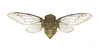 Habitus ventral view: !! display not done !! on Fidicina mannifera (Fabricius, 1803): Fidicina mannifera MHNT. Locality : “Rue Pasteur ” Cayenne, French Guiana. (Observation).