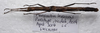 CollectionObject 1584626; facde8b4-1875-4e80-965d-22e4908841a0: (CollectionObject).