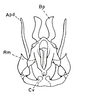 Atopotettix megalocephalus Brown, 1970: Fig. 44. male, ectophallus, ventral aspect. (Otu).