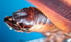 CollectionObject 1500589; 77363a4d-0dfb-4569-bed8-b35556572544, DORSA BTprograHTM: male abdomen tip, ventral view (holotype). (CollectionObject).