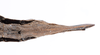 CollectionObject 1578996; ec8af537-65cd-4a3f-8699-a6ffc6e3d84c: copyright ZMUH, Hamburg. female: end of abdomen, ventral view (syntype). (CollectionObject).