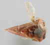 Habitus, dorsal view: !! display not done !! on Carynota vera Goding, 1895: (Observation).