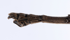 CollectionObject 1562118; e63fd785-ce1d-4a1c-a223-a7075ab3c1e4: copyright ZMUH, Hamburg. male: end of abdomen, lateral view (syntype). (CollectionObject).