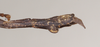 CollectionObject 1559006; NHMUK(SF IMPORT DUPLICATE) 845238, cb4f115d-0146-42f4-a5ad-e2e1320941bd: copyright Natural History Museum, London. male: end of abdomen, lateral view (syntype). (CollectionObject).