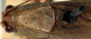 CollectionObject 1517310; 296377fc-7ed9-4e7a-9ad3-008e2184ba45: male pronotum and stridulatory area, dorsal view (holotype). (CollectionObject).