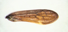 Forewing on Cladonota (Lecythifera) crucifixa Gálvez & Flynn, 2021: (Observation).