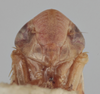 Head on Athysanella (Amphipyga) rubicunda Ball & Beamer, 1940: Head. (Observation).