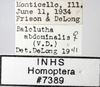 Other: !! display not done !! on Balclutha abdominalis (Van Duzee, 1892): Labels Female. (Observation).