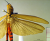 CollectionObject 1521415; 8988d71c-336f-46a2-bf5c-cef46e205254: female, dorsal view (holotype). (CollectionObject).