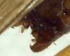 CollectionObject 1500323; 6f4685fa-013c-4a17-9eb0-b2aa93e8078e: male cerci (syntype). (CollectionObject).