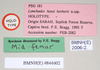CollectionObject 1559426; NHMUK(SF IMPORT DUPLICATE) 844602, 404a42de-b0fc-4c69-be1c-c11288a485f8: copyright Natural History Museum, London. female, data labels of synonym Lonchodes hosei herberti (holotype). (CollectionObject).