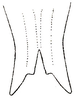 Stictophaula bakeri Hebard, 1922: Pl. XIII, Fig. 10 (after type specimen). ventral outline of apex of male subgenital plate. (Otu).