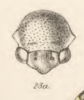 Head on Euritea munda (Walker, 1858): (Observation).