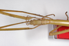 CollectionObject 1557137; b9e8cfd5-2703-4de1-a0f4-5eed5fa3f775: copyright ZMB, Berlin. female: head and part of thorax, dorsal view (syntype). (CollectionObject).;CollectionObject 1557138; 5fc68556-22dd-4594-bd84-d4e4150cbe92: copyright ZMB, Berlin. female: head and part of thorax, dorsal view (syntype). (CollectionObject).