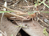 FieldOccurrence 468; d64c5335-4255-4ec7-be0e-78c6ce2e4736; Tanzania
eastern slopes Mount Kilimanjaro, 2019/11/30: female, lateral view. (FieldOccurrence).