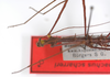 CollectionObject 1560252; f7984033-1e16-4cfe-b007-fe690a1f27d1: copyright ZMB, Berlin. male: head and thorax, dorsal view (holotype). (CollectionObject).