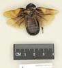 Panesthia necrophoroides Walker, 1868: Copyright Natural History Museum, London. Holotype (adult female) in BM(NH). Dorsal view. (Otu).