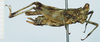 CollectionObject 1585501; 597f2d76-7379-47d6-946e-83aed747807a: female, lateral view. (CollectionObject).