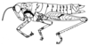 Arminda fuerteventurae Holzapfel, 1972: Fig. 2 B. female habitus. (Otu).