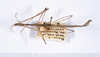 CollectionObject 1563618; 44ca52b2-7992-4958-84fd-693f6f5449b0: copyright ANSP. male, dorsal view (paratype). (CollectionObject).