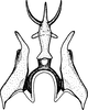 Aedeagus, ventral view: !! display not done !! on Paraphlepsius (Gamarex) collitus (Ball, 1903): Aedeagus, ventral view. (Observation).