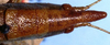 CollectionObject 1522226; ed86e844-8849-49ee-9911-9a0b81255be9: female head and pronotum, dorsal view (holotype). (CollectionObject).