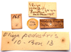 CollectionObject 2627948; 28242356-b6a5-4963-a2d1-e38d05174d2a, CNMS 165, CNMS 165: label. paratype. (CollectionObject).