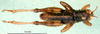 CollectionObject 1502040; 25ede047-fe8d-4878-8bcb-cb4fc091378b: male, dorsal view (lectotype). (CollectionObject).