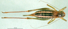 CollectionObject 1502021; e9f7b87f-b9f8-4941-86a1-a8a4de9515e8: female, dorsal view (paratype). (CollectionObject).