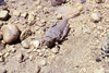 Bufonacris terrestris Walker, 1871: female (Chubut, Argentina). (Otu).
