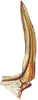 Ovipositor on Buloria gyponinoides Distant, 1908: Valvula I. (Observation).