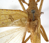 CollectionObject 1529720; f7261acd-c537-4a0e-8e96-0edf53602954: male, dorsal view (holotype). (CollectionObject).