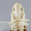 Head on Diedrocephala variegata (Fabricius, 1775): Head/Face. Color Variation. (Observation).