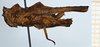 CollectionObject 1585241; ad993950-03e7-4e9c-9230-bf93572c3cb6: female, paratype (lateral view). (CollectionObject).