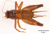 CollectionObject 1585739; ecb20c94-79bf-40de-81f4-da8ad6265605: female, dorsal view (allotype). (CollectionObject).