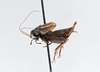 CollectionObject 2868908; 459cd19d-10df-4b52-9a7f-04918bc194ec, CNCI 1154952: Allonemobius griseus griseus. (CollectionObject).
