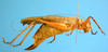 CollectionObject 1539174; UVCO 20720, 668d0056-b91f-4466-a8df-7cd162bcf0f0: MUSENUV - 20720. female, lateral view. (CollectionObject).