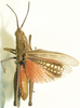Charilaus carinatus Stål, 1875: male, dorsal view. (Otu).
