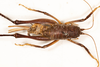 CollectionObject 1531305; a1cc15af-0db5-49c5-8bf9-5d9f54176488: female, dorsal view (syntype). (CollectionObject).