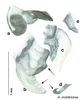 CollectionObject 1569185; d48387b0-52b1-4906-8517-19b2affbb2f8: Original drawing by Heidi Hopkins © Heidi Hopkins. Holotype, adult male, genitalia, ventral view. (CollectionObject).