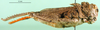 CollectionObject 1502059; 68b65e08-45aa-48d1-89e7-602139d6a72f: female, lateral view (allotype of Asiotmethis limbatus motasi). (CollectionObject).