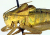 CollectionObject 1500688; 44345cff-a63d-4662-828b-58ed4226af6a: male pronotum, lateral view (holotype). (CollectionObject).
