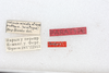 CollectionObject 1581018; 146f57ad-d562-42e1-943c-2b8eadaee63b: male, labels (paratype). (CollectionObject).