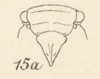 Head: !! display not done !! on Cyrpoptus suavis Stål, 1862: (Observation).