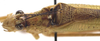 CollectionObject 1506562; 1789fccf-6579-47d4-8ca4-6edd8d9b52e0: male, dorsal view (syntype). (CollectionObject).