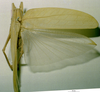 CollectionObject 1503471; MBBJ 3225976, 9451e02c-b9b5-4617-9dc9-a070d774368e: male, dorsal view. (CollectionObject).